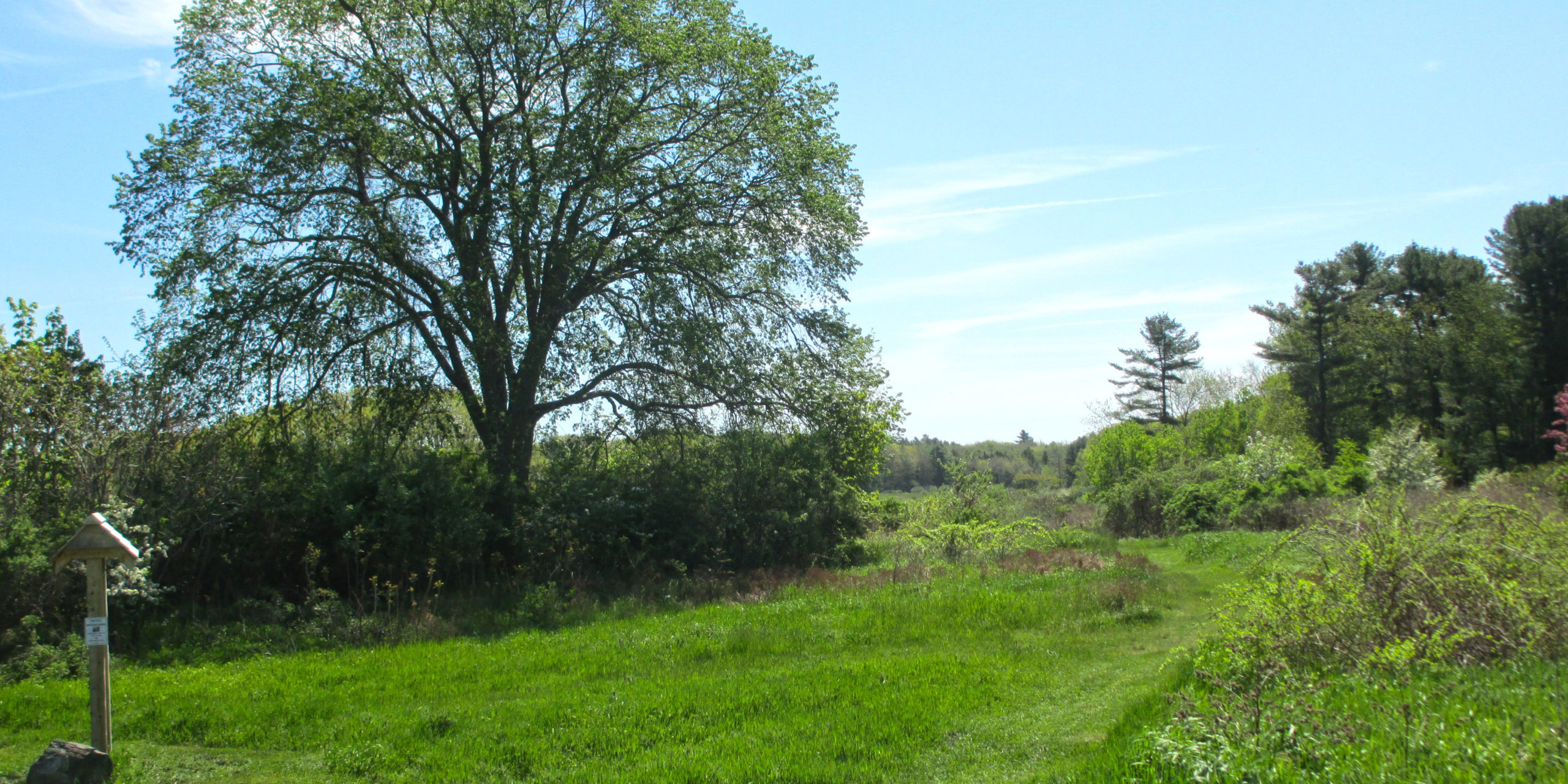 Signature elm at Pleasant Hill Preserve