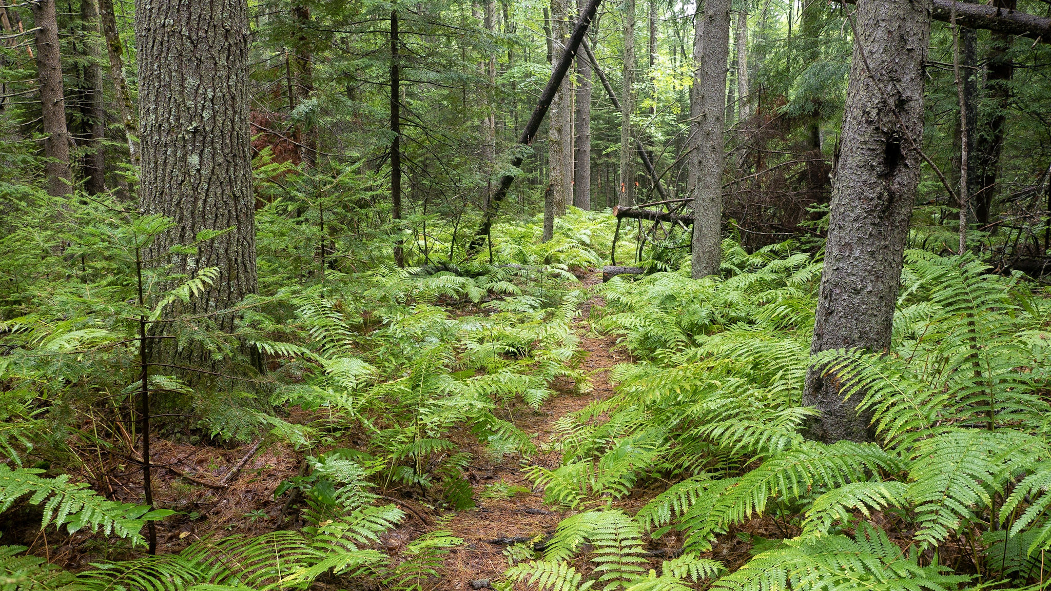 Land Trust Adds Libby Property to Warren Woods Preserve - Scarborough ...