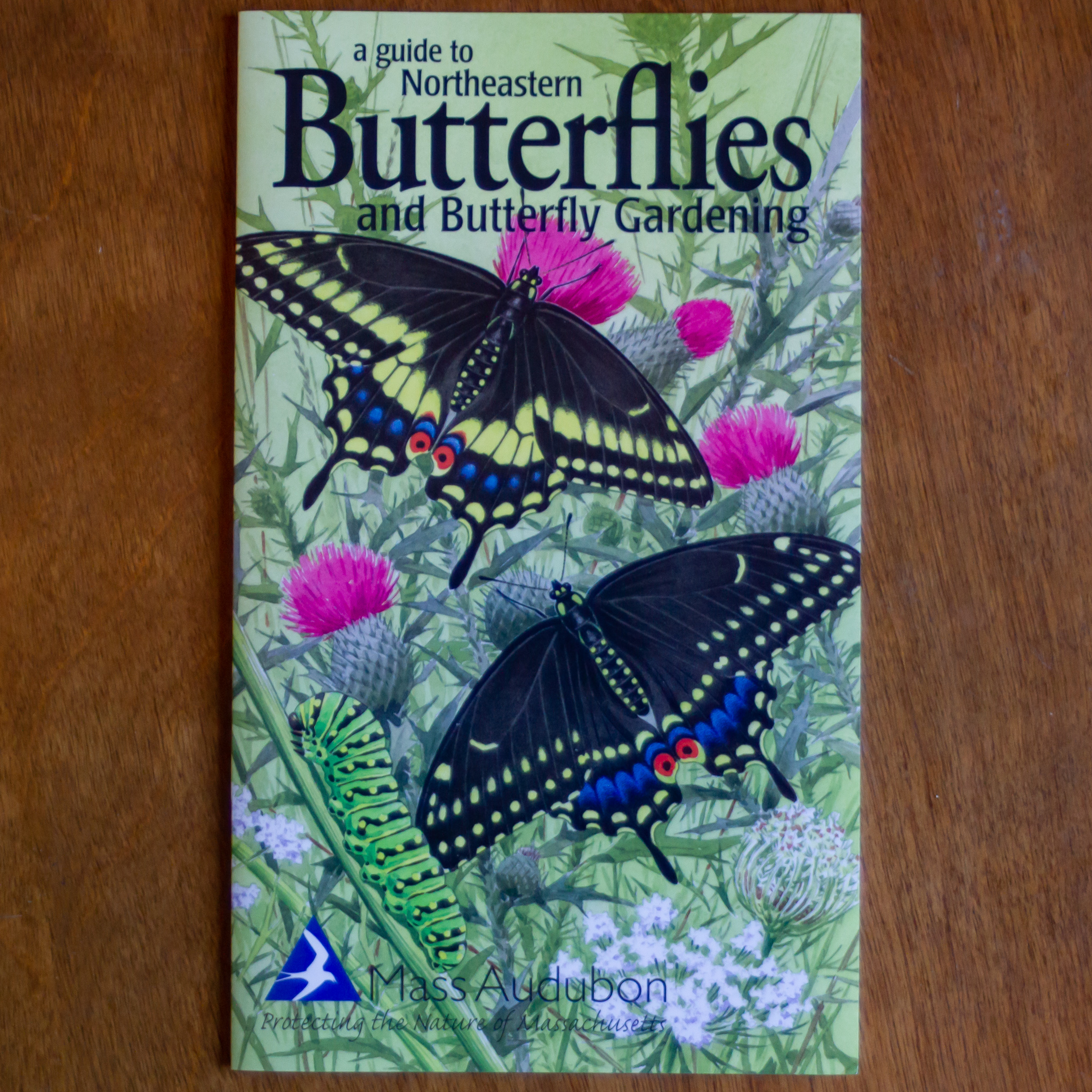 A Guide to Northeastern Butterflies and Butterfly Gardening ...