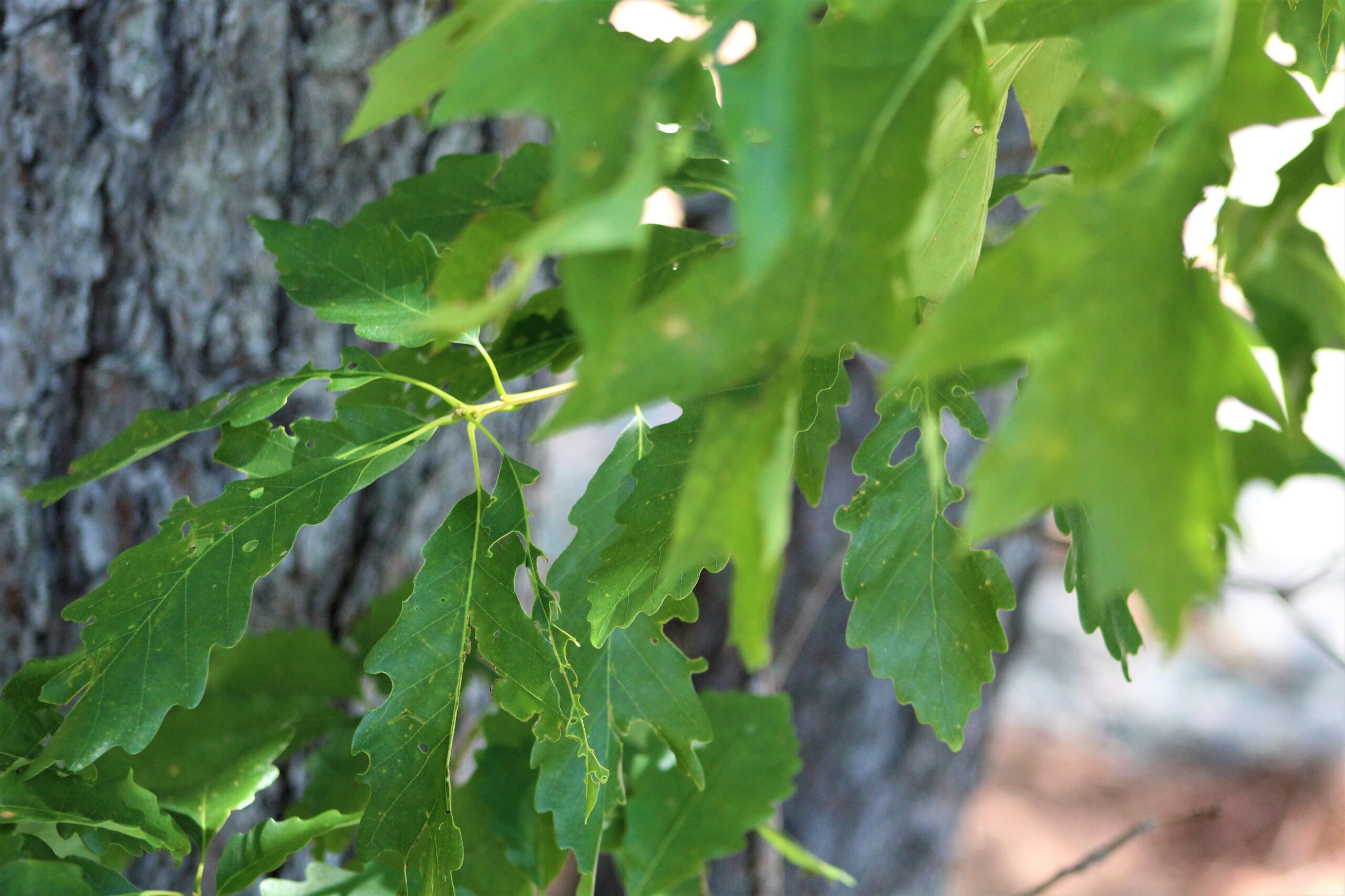 Chestnut oak - Scarborough Land Trust