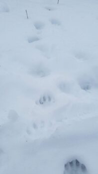 Fisher tracks in the snow