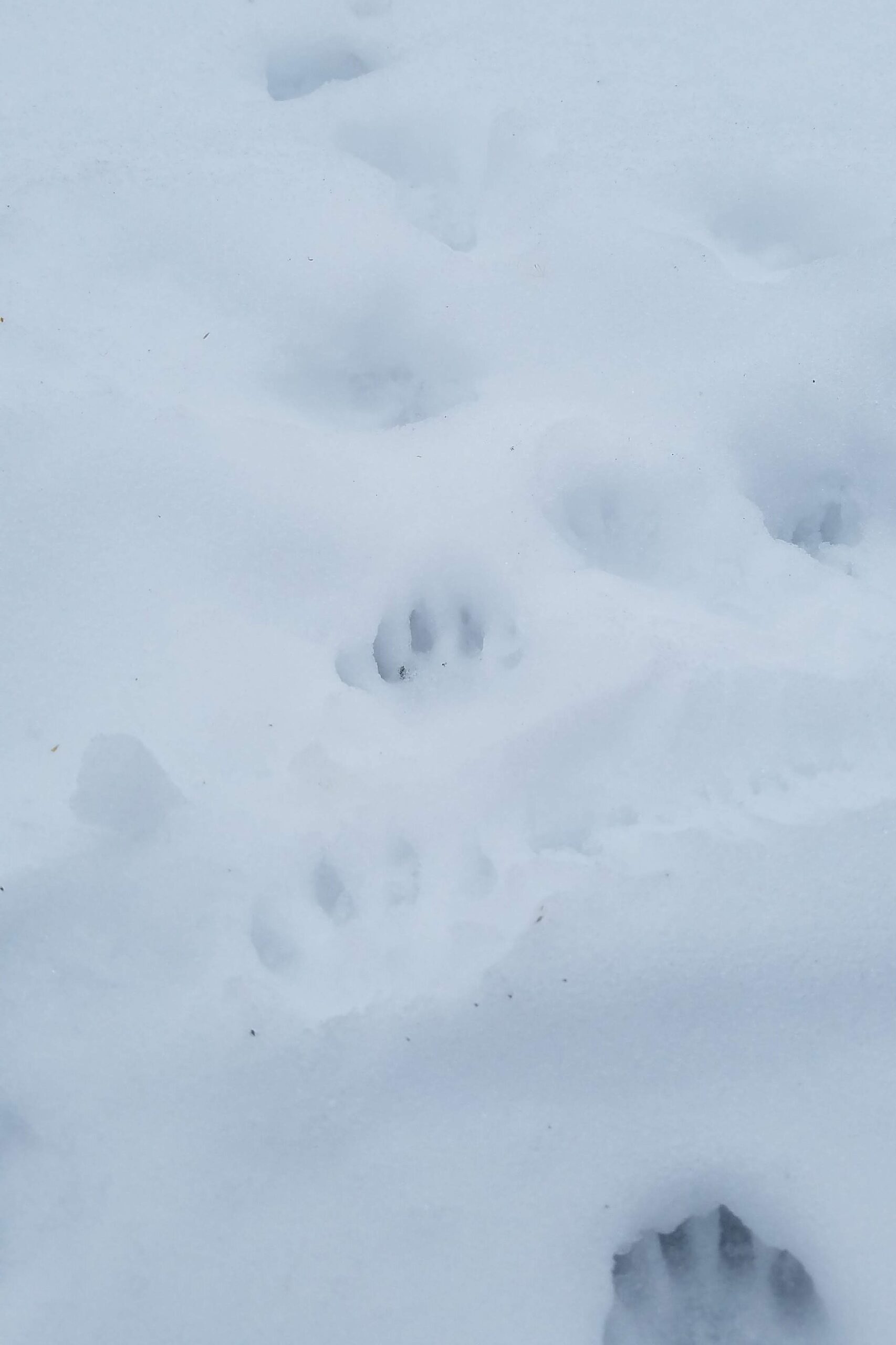 Winter Wonders- tracks, trees, and lichen - Scarborough Land Trust