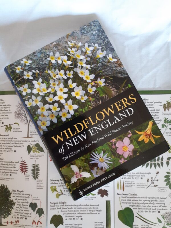 Wildflowers of New England - Scarborough Land Trust