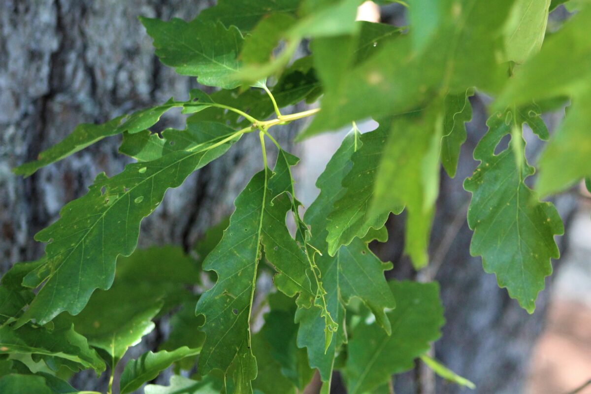 Leaves and needles help us identify trees - Scarborough Land Trust