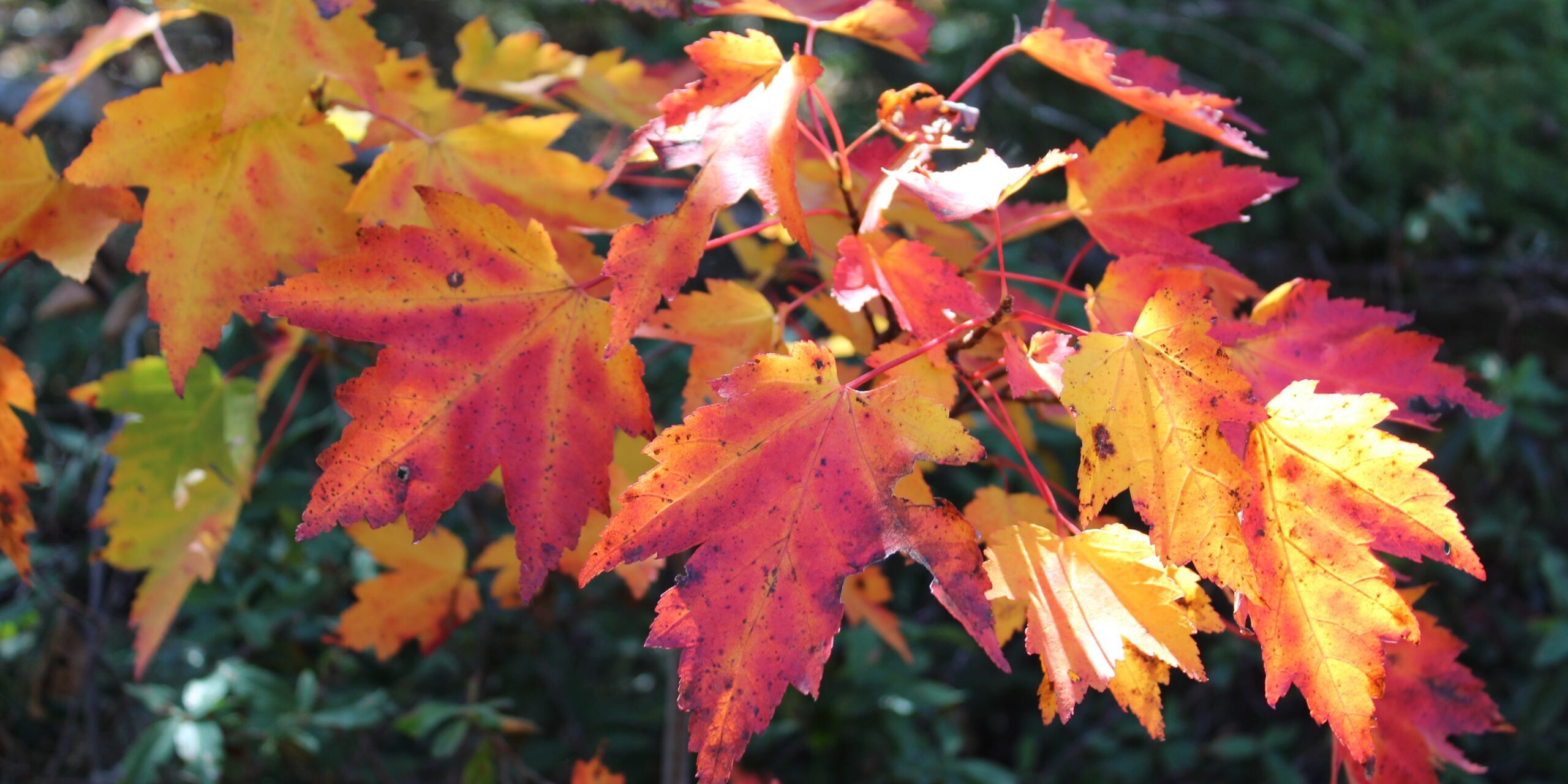 sugar maple tree leaf identification