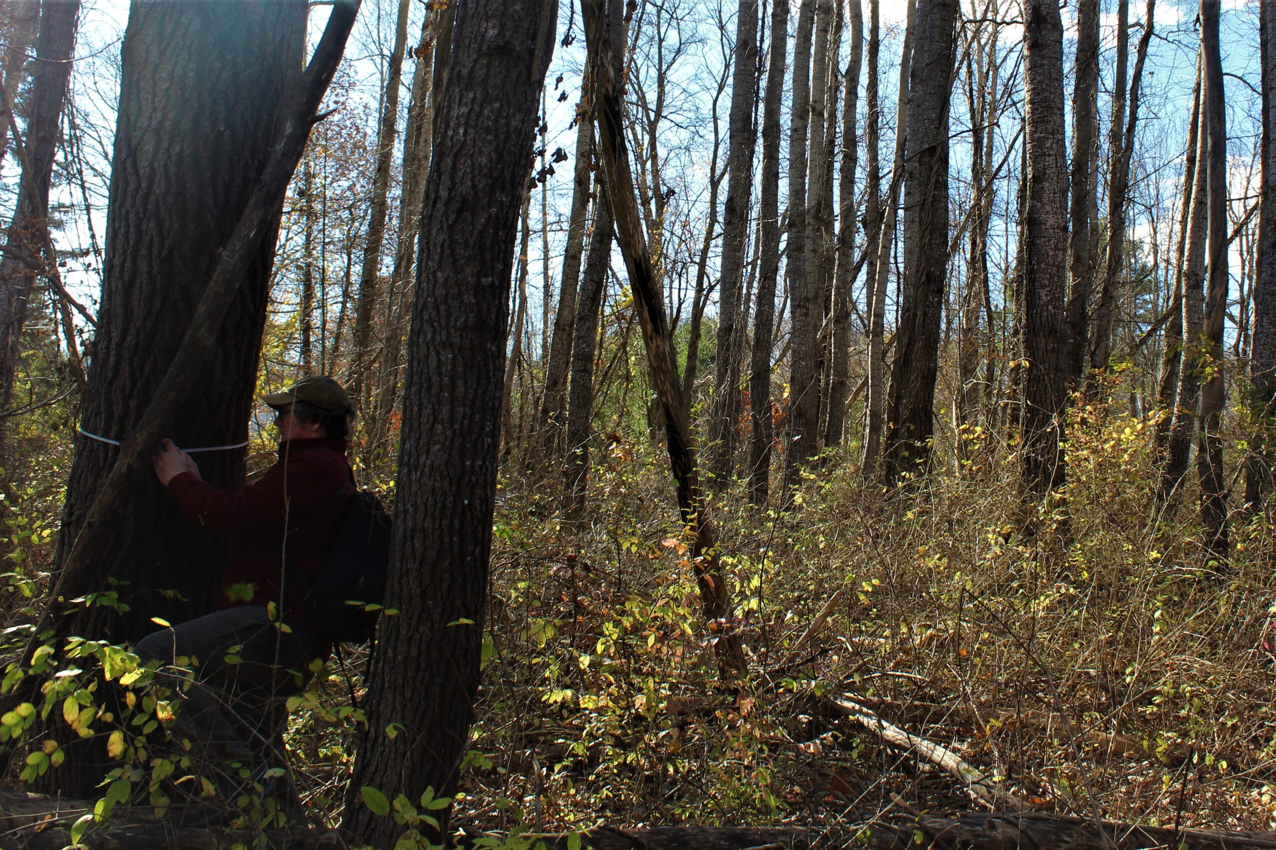 Measuring Aspen - Scarborough Land Trust