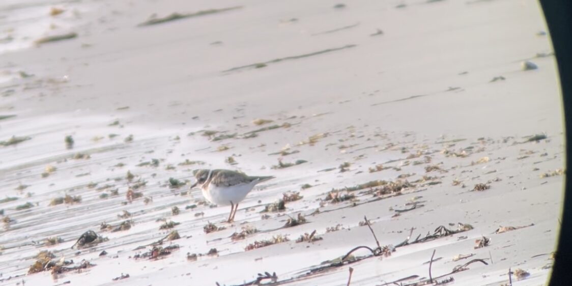 Common Ringed Plover 5