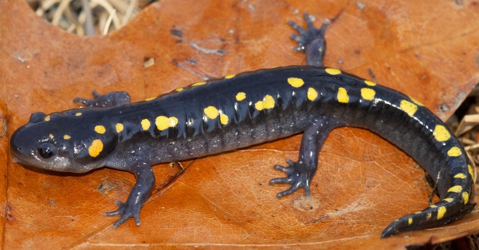 Amphibians and Reptiles of Southern Maine - Scarborough Land Trust