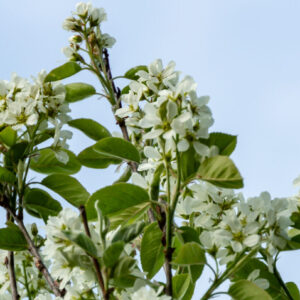 Canadian Serviceberry #1