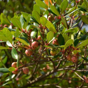 Bearberry #1