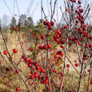 Red Chokeberry #1