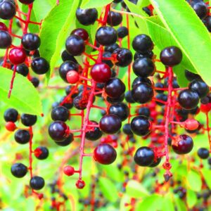Black Cherry