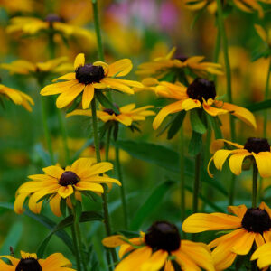 Brown Eyed Susan #1