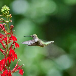 Red Cardinal Flower