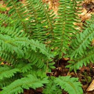 Christmas Fern
