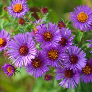 New England Aster