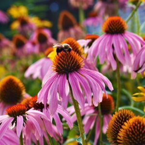 Purple Coneflower