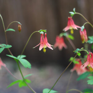 Red Columbine