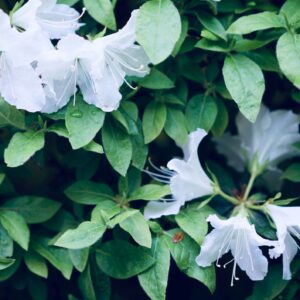 Swamp Azalea