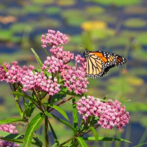 Swamp Milkweed