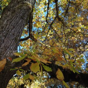Swamp White Oak