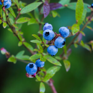 Lowbush Blueberry #1