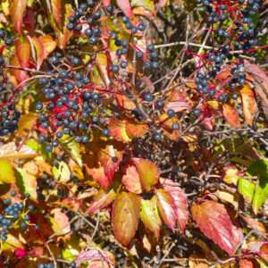 Arrowwood viburnum