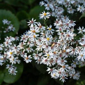 Aster