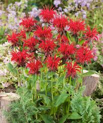 Beebalm - Jacob Cline