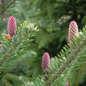 Balsam Fir