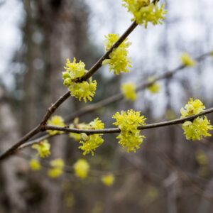 American Witch Hazel