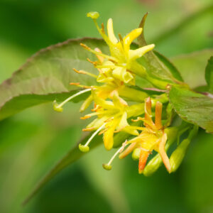 Northern Bush Honeysuckle