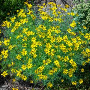 Threadleaf coreopsis