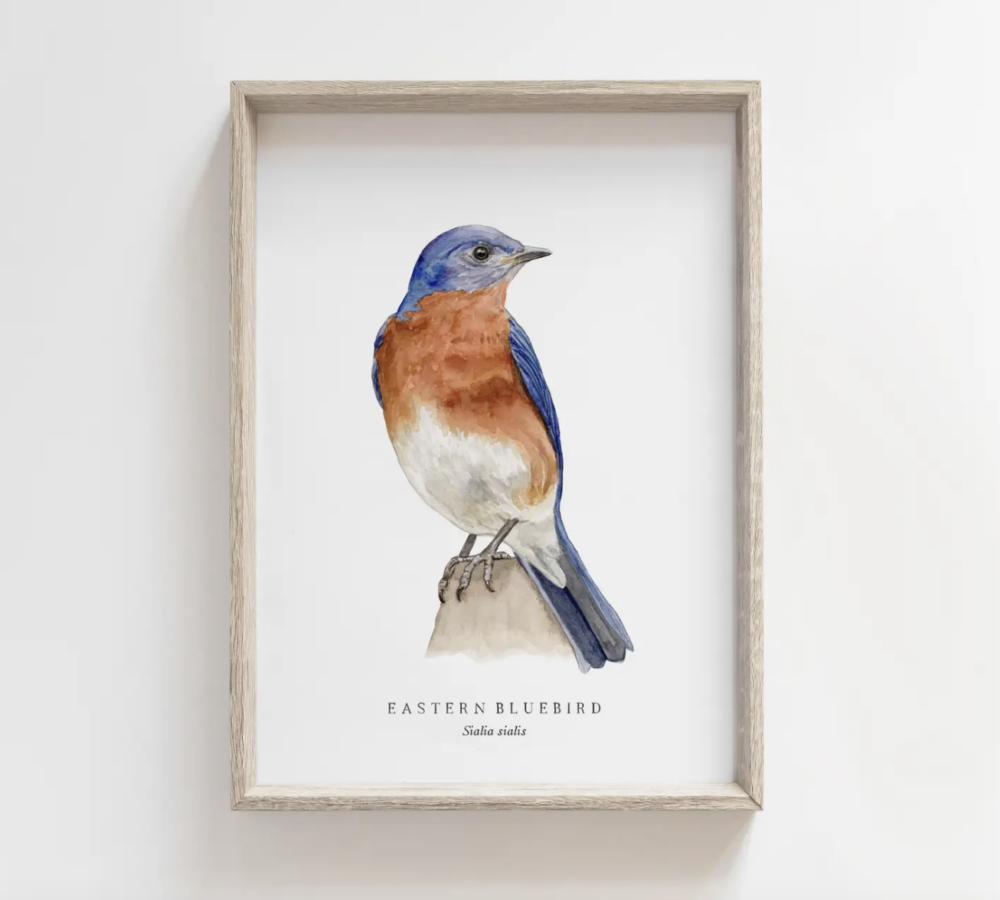 Eastern Bluebird Watercolor Print