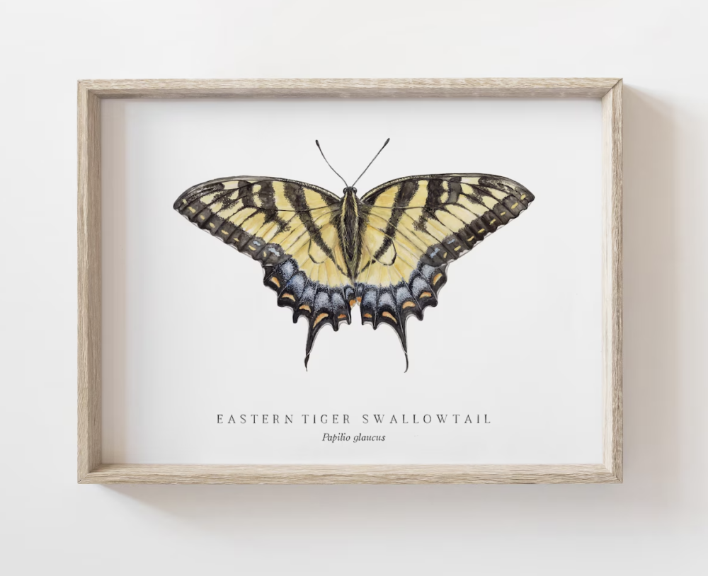 Eastern Tiger Swallowtail Watercolor Print