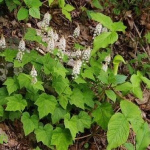 Foamflower