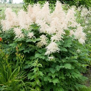 Goatsbeard