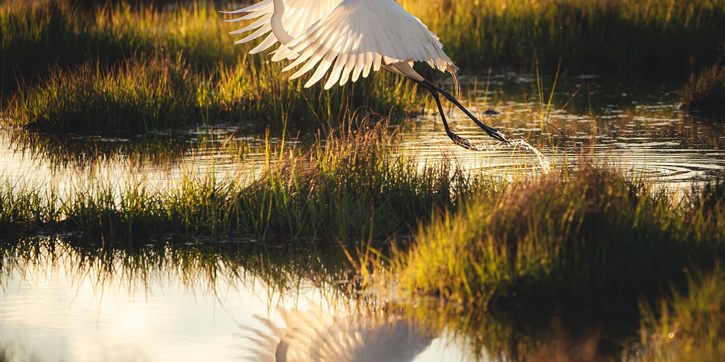 Great Egret Takeoff