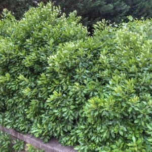 Northern Bayberry