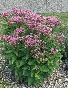 Little Joe Pye Weed
