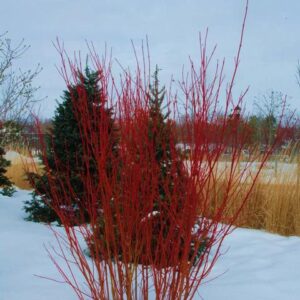 Red Osier Dogwood