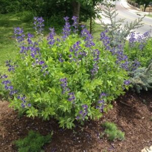 Wild Blue False Indigo