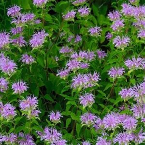 Wild Bergamot