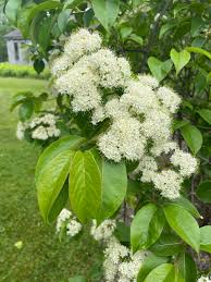Gray Dogwood