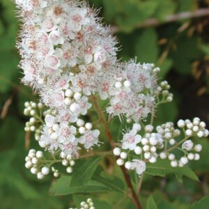 Meadowsweet
