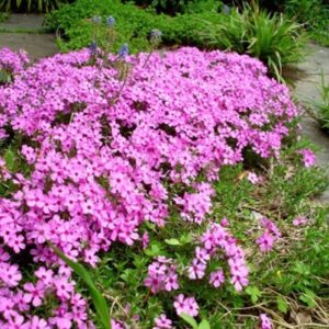 Creeping/Moss Phlox
