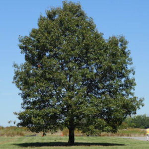 Northern Red Oak