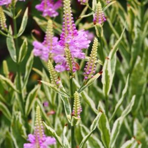 Obedient Plant