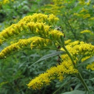 Wrinkle-Leaf Goldenrod