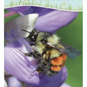 Garden Bugs and Insects of the Northeast